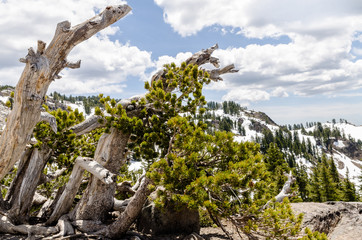 Fototapeta na wymiar Scorched trees along the trail to Lassen Peak