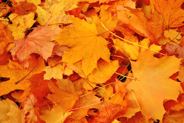 Naklejka na ściany i meble Autumn, leaves