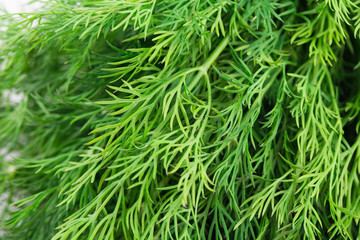 fresh dill