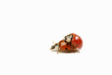 Zwei Marienkäfer (Coccinellidae) kopulieren
