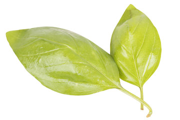basil isolated