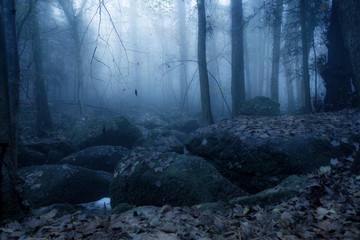 Schwarzwald bei Sasbachwalden
