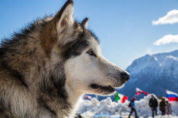 Alaskan Malamute in the snow