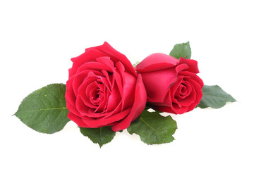 red rose isolated on white background
