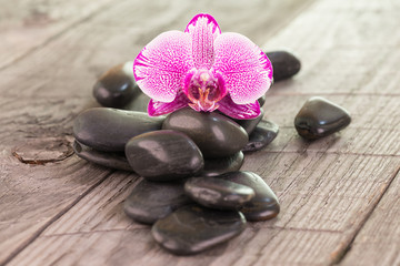 Fototapeta na wymiar Fuchsia Moth orchid and black stones