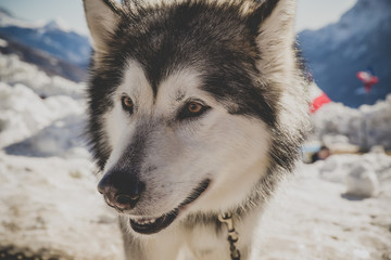 Alaskan Malamute in the snow