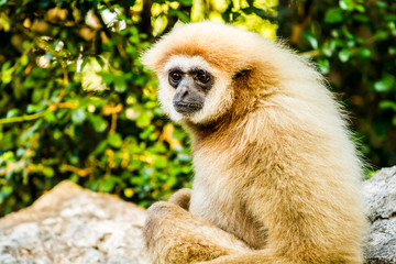 gibbon in chiangmai zoo chiangmai Thailand.