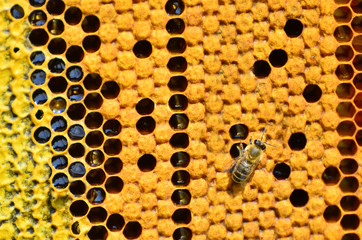 Macro shot of bees swarming on a honeycomb