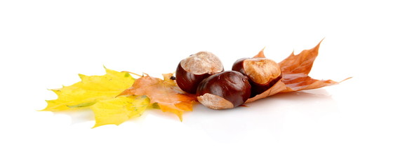 Group of many chestnuts with autumn leaves