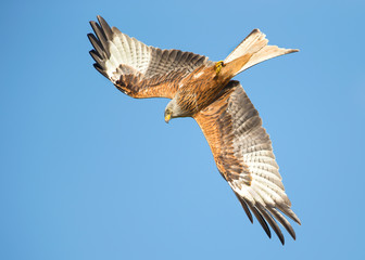 Red kite (Milvus milvus) in flight