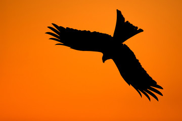 Silhouette of a red kite (Milvus milvus)