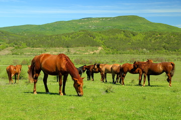 Fototapeta na wymiar beautiful horses on green mountain pasture