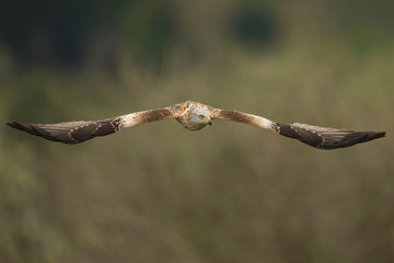 Red kite in flight against green background