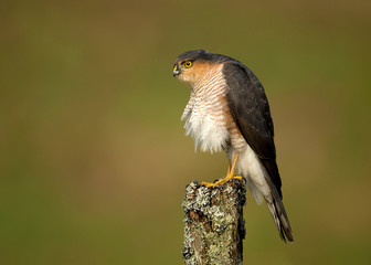 Adult Eurasian Sparrowhawk preening on a post