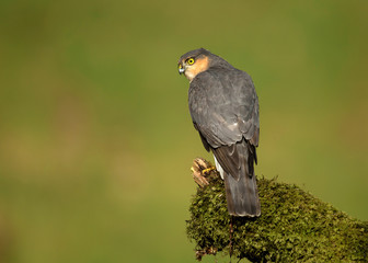 Adult Eurasian Sparrowhawk on a mossy post