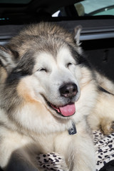 Alaskan Malamute in the snow