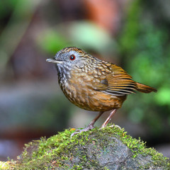 Streaked Wren Babbler bird