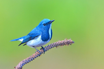 Ultramarine flycatcher bird