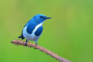 Ultramarine flycatcher bird