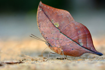 Obraz premium Beautiful butterfly