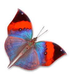 colorful butterfly