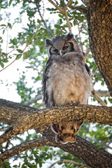 Owl, South Africa
