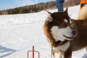 Alaskan Malamute in the snow