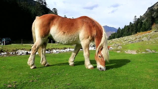 Le cheval broute