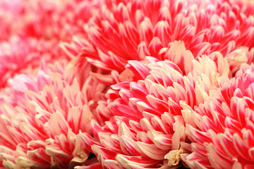 Chrysanthemum flowers