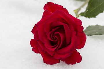 Rose im Schnee