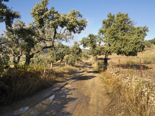 Fototapeta na wymiar Camino de las Juntas en Valverde de Burgillos. Badaoz