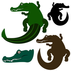 Obraz premium Crocodile