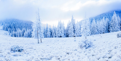 magical winter snow covered tree