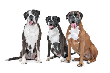 a group of three boxer dogs