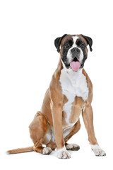 Boxer dog in front of a white background - 74132309