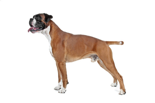 Boxer dog in front of a white background