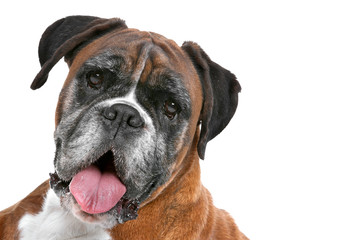 Boxer dog in front of a white background