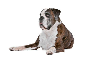 Obraz premium Boxer dog in front of a white background