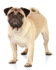 Obraz premium Pug dog on white background