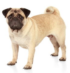 Pug dog on white background