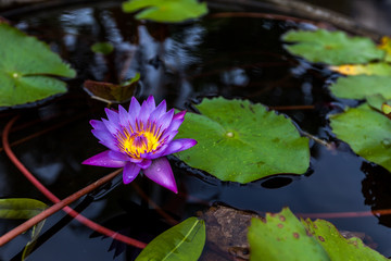 Purple lotus flower opened
