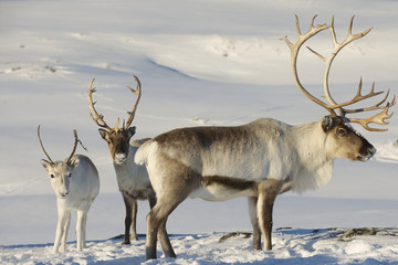 Reindeers in natural environment, Tromso region, Northern Norway
