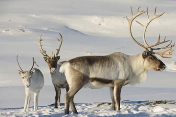 Fotobehang Rendier Rendieren in natuurlijke omgeving, Tromso-regio, Noord-Noorwegen