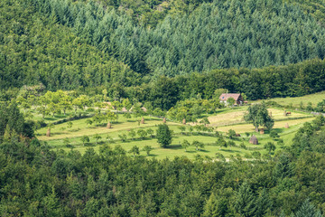 Farm Land View In Mountain Green Forest