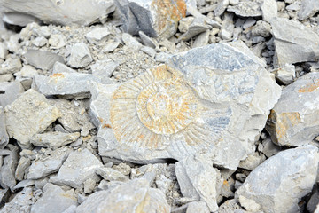 Ammonite fossil in limestone rock © lcrms