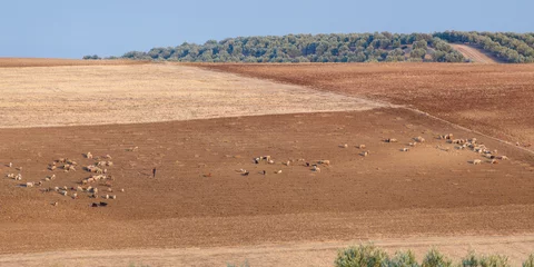 Foto op Plexiglas Herders met schapen, Marokko © John Hofboer