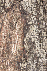 bark textures background