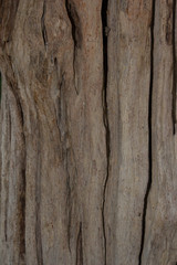 bark textures background
