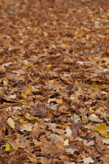 Fall leave background with depth