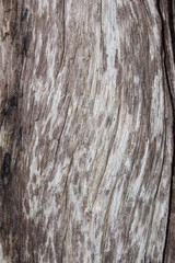 bark textures background